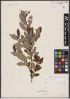 Foto von Salix aurita L.